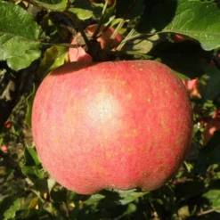 Melrose Apple -Home Fruit Tree a540 melrose cee6f451 6152 47eb bc9c 67ecd942c189 2