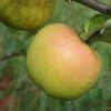 Roxbury Russet Apple -Home Fruit Tree a628 roxbury russet 1