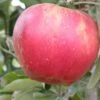 Akane Apple -Home Fruit Tree akane