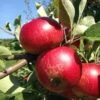 Unbeatable Urban Apple Bundle (3 Trees) -Home Fruit Tree akane 95979