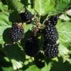 Apache Blackberry -Home Fruit Tree apache 1 1