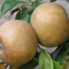 Brown Russet Apple -Home Fruit Tree apple a110 brown russet 1