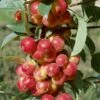 Scarlet Sentinel Columnar Apple -Home Fruit Tree apple ScarletSentinel