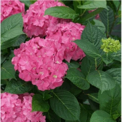 Featured Products 15 Let's Dance ¡Arriba!® Reblooming Hydrangea