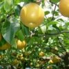 Atago Asian Pear -Home Fruit Tree atago
