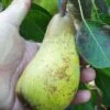 Atlantic Queen European Pear -Home Fruit Tree atlantic queen pear 2