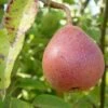 Ayer's European Pear -Home Fruit Tree ayers pear