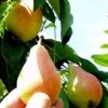Arganche European Pear 2 Arganche European Pear -Home Fruit Tree b037 araganche 1