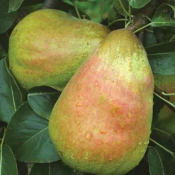 Home Fruit Tree -Home Fruit Tree b038 barlett pear 1