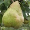 Comice European Pear -Home Fruit Tree b080 comice 1