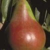 Pound European Pear 1 Pound European Pear -Home Fruit Tree b187 pound european pear 31 1