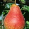 Ubileen European Pear -Home Fruit Tree b260 ubileen pear 3 1