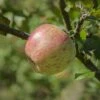 Bardsey Apple 2 Bardsey Apple -Home Fruit Tree bardseyapple