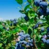 Big Blueberry Bundle No.1 -Home Fruit Tree bbbs3