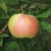 Bella™ Apple 2 Bella™ Apple -Home Fruit Tree bellaapple