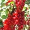 Rovada Red Currant -Home Fruit Tree best rovada red currant 1