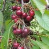 Bing Cherry -Home Fruit Tree bing cherry 1