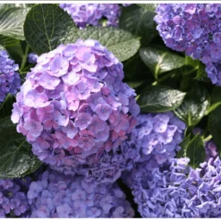 Let's Dance® Blue Jangles® Reblooming Hydrangea -Home Fruit Tree bjangle