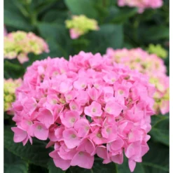 Let's Dance® Blue Jangles® Reblooming Hydrangea -Home Fruit Tree bjangle2