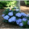 Let's Dance® Blue Jangles® Reblooming Hydrangea -Home Fruit Tree bjangle4