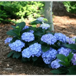 Featured Products 7 Let's Dance® Blue Jangles® Reblooming Hydrangea