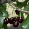 Black Tartarian Cherry -Home Fruit Tree black tartarian 600x635 1