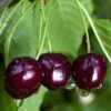 Black Gold Cherry -Home Fruit Tree black gold cherry