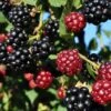 Arapaho Thornless Blackberry -Home Fruit Tree blackberry
