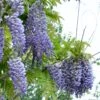 Alpha Blue Moon Wisteria -Home Fruit Tree bluemoon