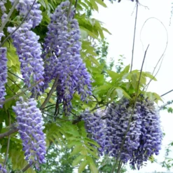 Alpha Blue Moon Wisteria