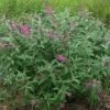 Alpha Miss Ruby Buddleia -Home Fruit Tree bmr