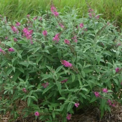 Alpha Miss Ruby Buddleia