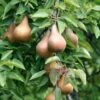 Bosc European Pear -Home Fruit Tree bosc pear 1