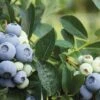Alpha Blue Ribbon Blueberry -Home Fruit Tree br
