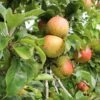 Bramley Apple -Home Fruit Tree bramley 1 1