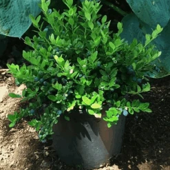 Gaylussacia Brachycera 'Berried Treasure'™