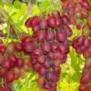 Canadice Seedless Grape 1 Canadice Seedless Grape -Home Fruit Tree canadice grape 1
