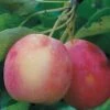 Centennial Crabapple -Home Fruit Tree centennialapplefruit0101