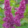 Charles Joly Lilac -Home Fruit Tree charles joly