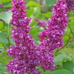 Charles Joly Lilac