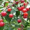 Balaton™ Cherry -Home Fruit Tree cherries joylandis
