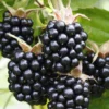 Chester Blackberry 1 Chester Blackberry -Home Fruit Tree chesterblackberry scaled
