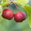Red Sun Chinese Hawthorn -Home Fruit Tree chinese haw