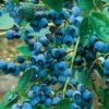 Alpha Chippewa Blueberry -Home Fruit Tree chippewa 1 1