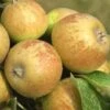 Medaille D'Or Cider Apple -Home Fruit Tree cider apple a435s medillin