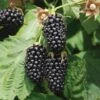 Columbia Star Thornless Blackberry 2 Columbia Star Thornless Blackberry -Home Fruit Tree columbia star 1