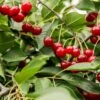 Combination Dwarf Cherry Tree (2 Varieties) -Home Fruit Tree combination cherry 1 587b0125 9595 4641 905b a8e704d7a7df