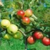 Combination Disease-Resistant Apple (3 Varieites) -Home Fruit Tree combo
