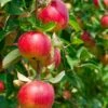 Combo Heritage Apple (5 Varieties) -Home Fruit Tree combo apple 1 688ef06d 72e5 4c65 b463 aee1bfb894c8