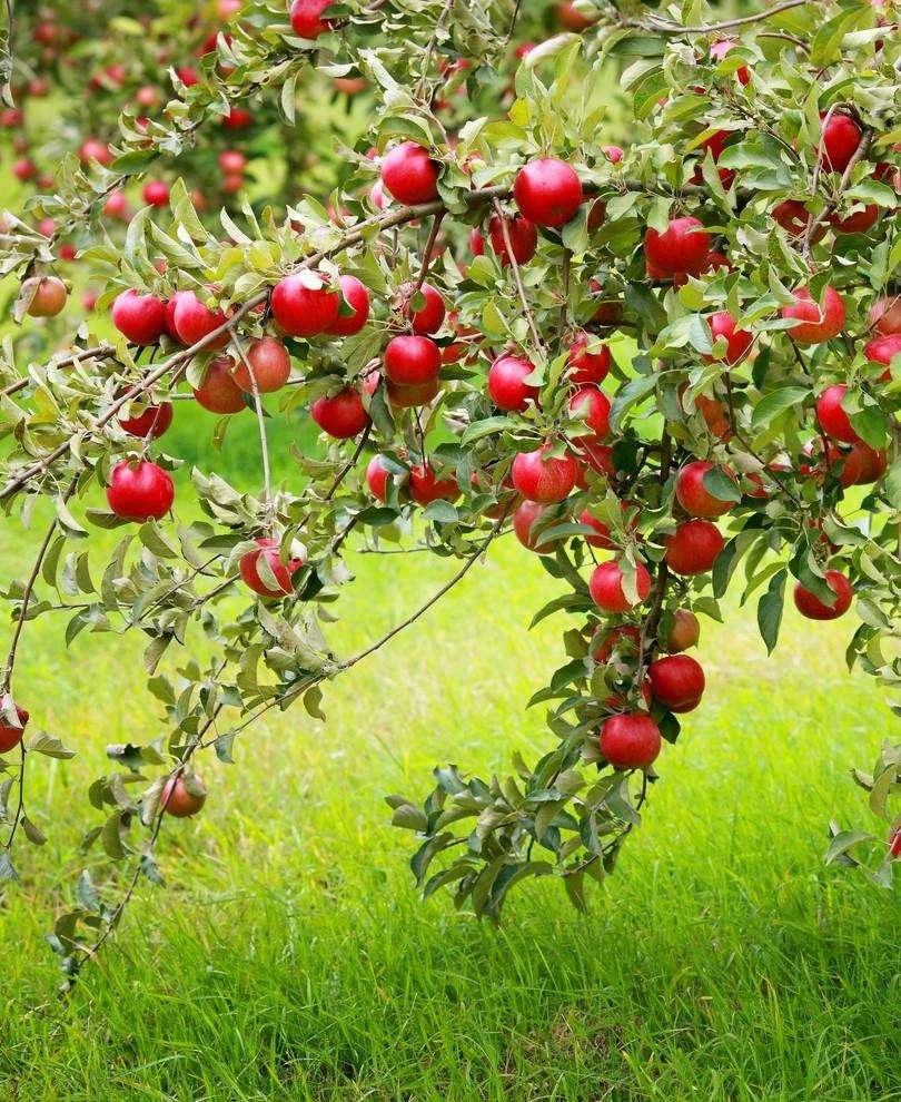 Combo Disease-Resistant Apple (4 Varieties) 3 Combo Disease-Resistant Apple (4 Varieties)